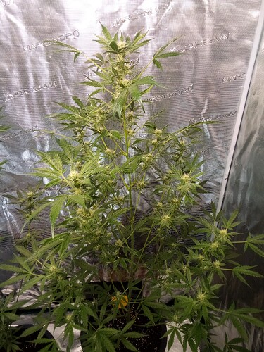 Growreport Bild 7