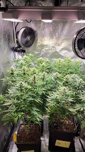 Growreport Bild 3