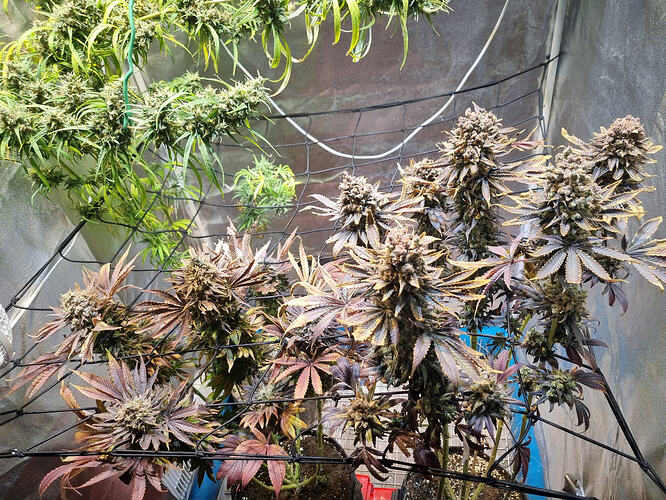Mehrere Cannabis-Pflanzen in der Blütephase, mit dichtem Blütenstand und einigen violetten Blättern.