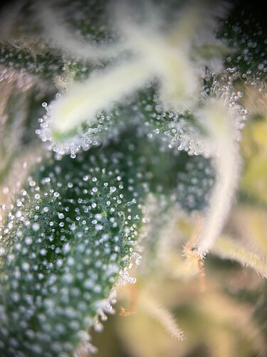 Growreport Bild 15
