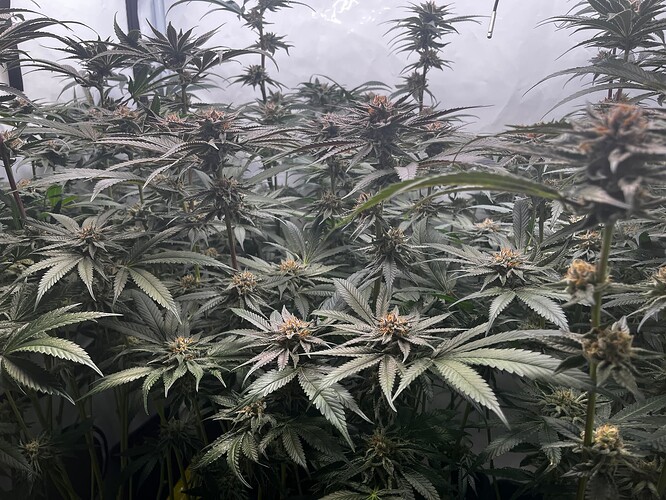 Growreport Bild 2