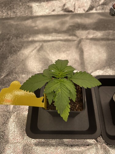 Growreport Bild 32