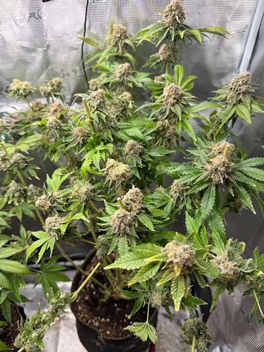 Growreport Bild 12