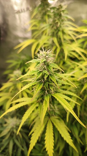 Growreport Bild 2
