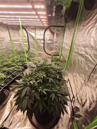 Growreport Bild 19