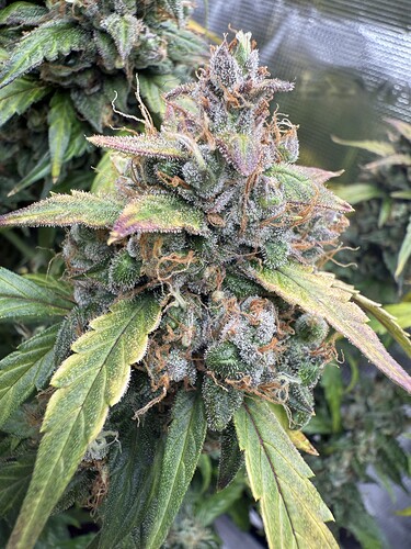 Growreport Bild 6