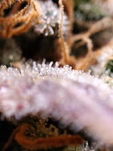 Growreport Bild 111