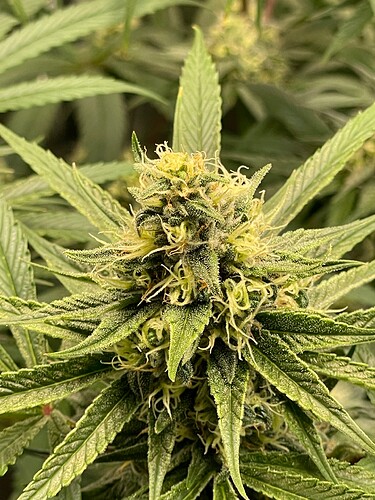 Growreport Bild 11