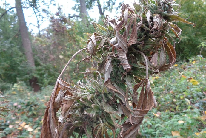 Easy Sativa 2