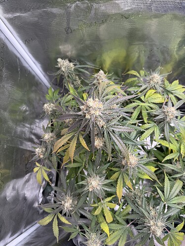 Growreport Bild 1
