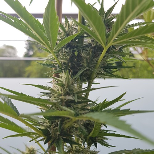 Growreport Bild 13