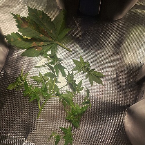 Abgeschnittene Blätter und Zweige einer Cannabispflanze liegen auf einer reflektierenden Oberfläche.