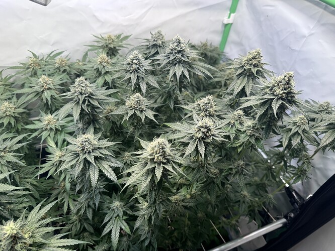 Growreport Bild 21