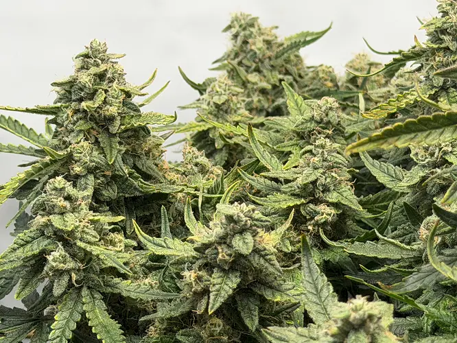 Growreport Bild 1