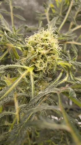 Growreport Bild 9