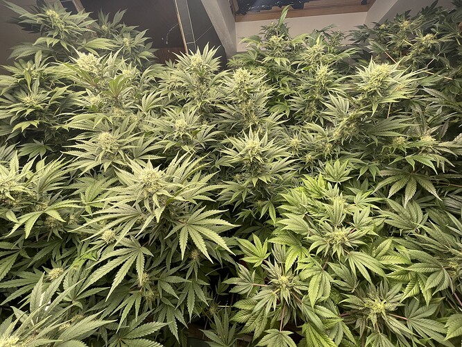 Growreport Bild 4