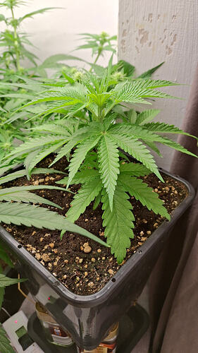 Growreport Bild 241