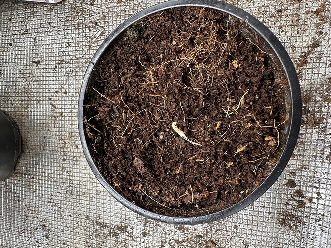 Growreport Bild 3