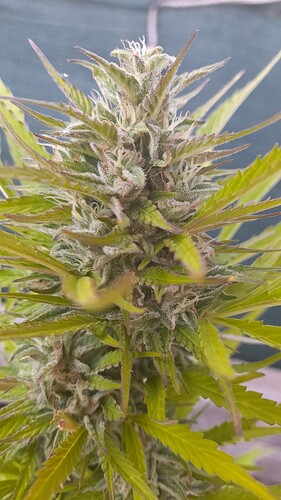 Growreport Bild 5