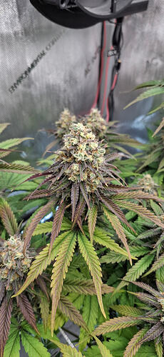 Growreport Bild 10