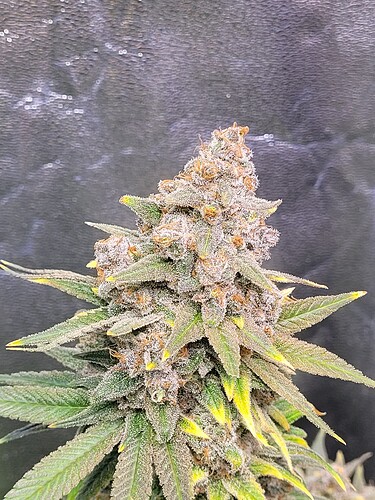 Growreport Bild 13