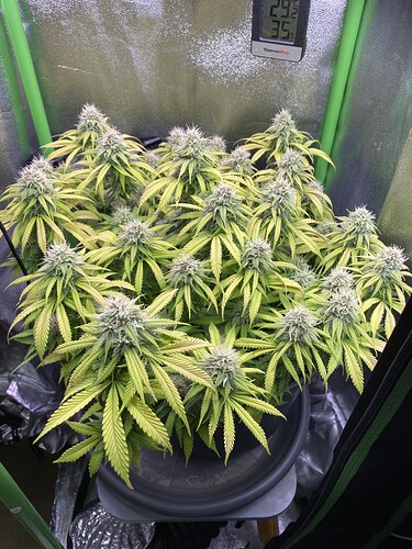 Growreport Bild 68