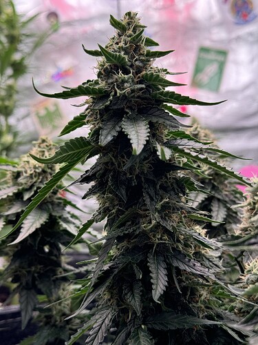 Growreport Bild 3