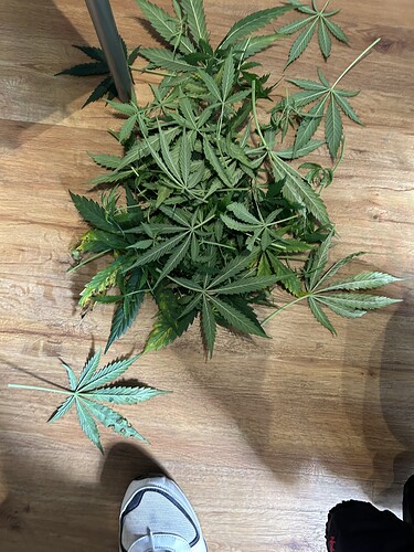 Growreport Bild 3