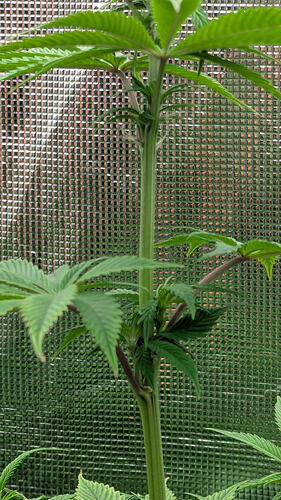 Growreport Bild 8
