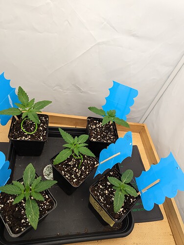 PXL_20240518_152313379