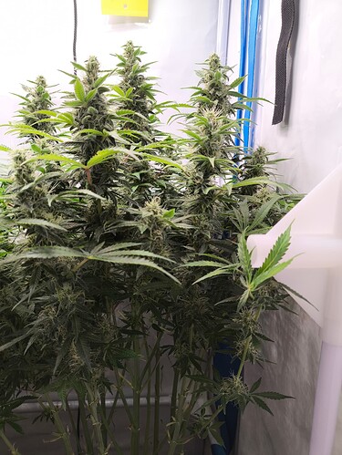 Growreport Bild 5