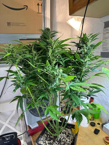 Growreport Bild 35