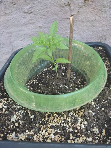 Growreport Bild 5