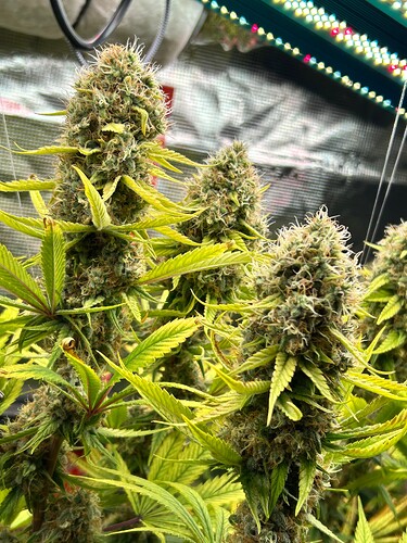 Growreport Bild 24