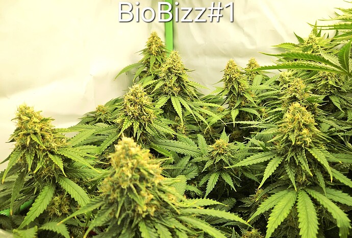 Growreport Bild 28