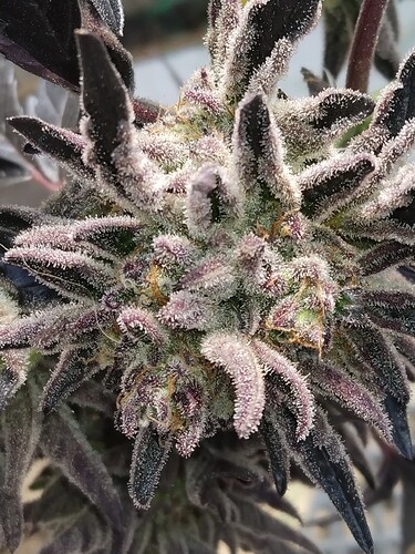 IMG_20240509_1027289431