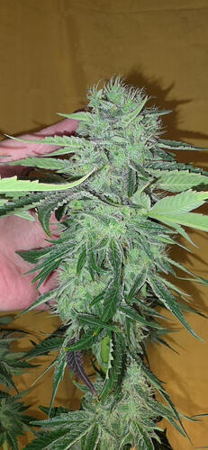 Growreport Bild 33