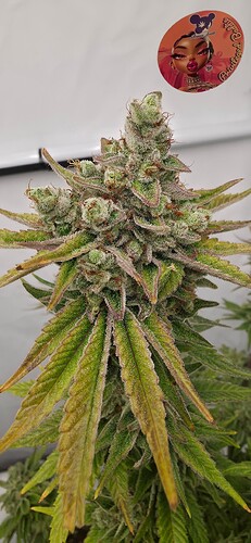 Growreport Bild 6