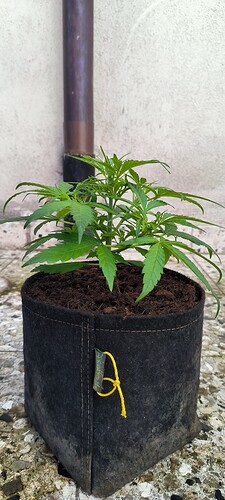 Growreport Bild 9