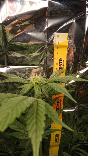 Growreport Bild 3