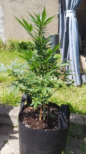 Growreport Bild 13