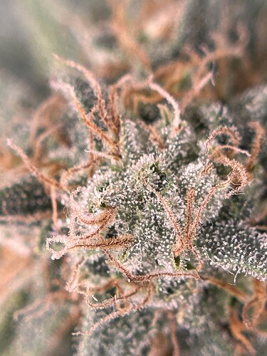Growreport Bild 1