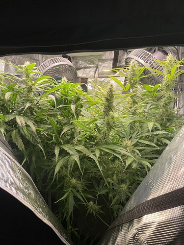 Growreport Bild 1