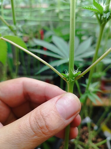 Nahaufnahme der Knoten einer jungen Cannabispflanze, an denen sich die ersten Anzeichen von Blütenbildung zeigen. Eine Hand hält den Stiel, um die Details hervorzuheben.