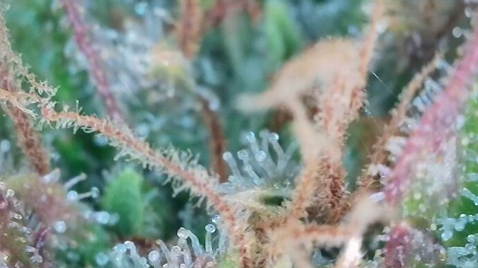Growreport Bild 54