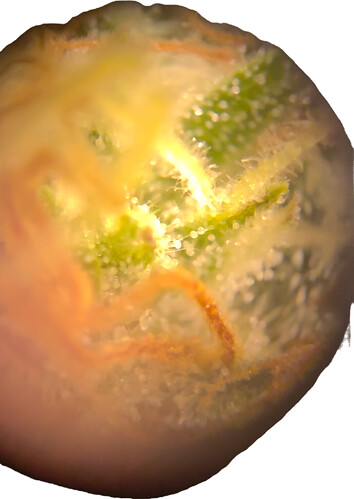 Growreport Bild 7