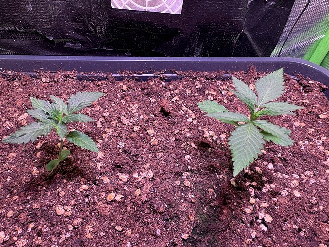 Growreport Bild 34