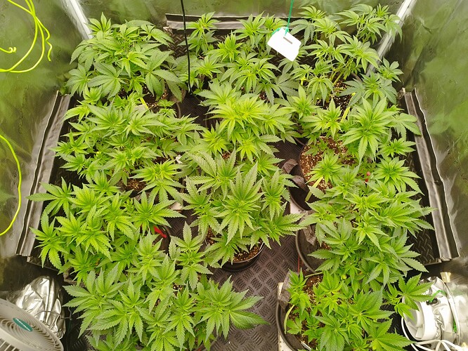 Growreport Bild 5