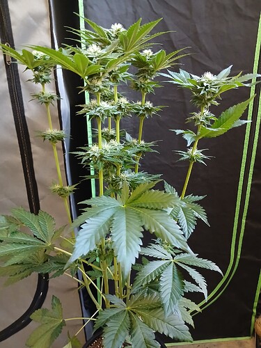 Growreport Bild 22