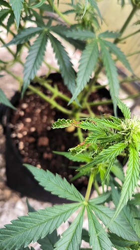 Growreport Bild 4